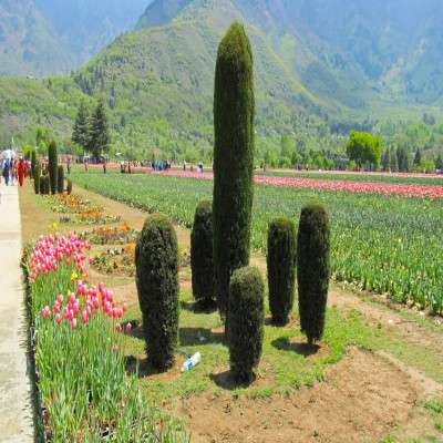 Tulip Festival Places to See